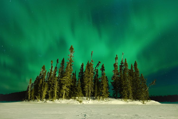 La biodiversité des écosystèmes nordiques